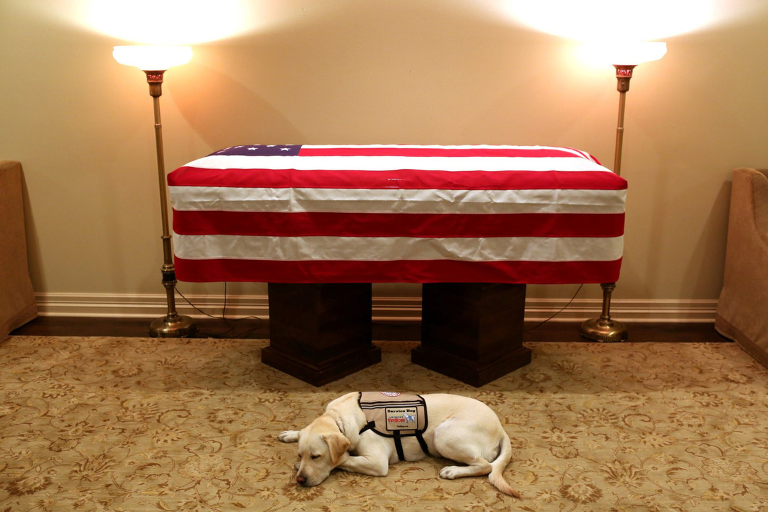 Xúc động hình ảnh chú chó Sully trung thành của ông Bush ‘cha’ - Ảnh 1.