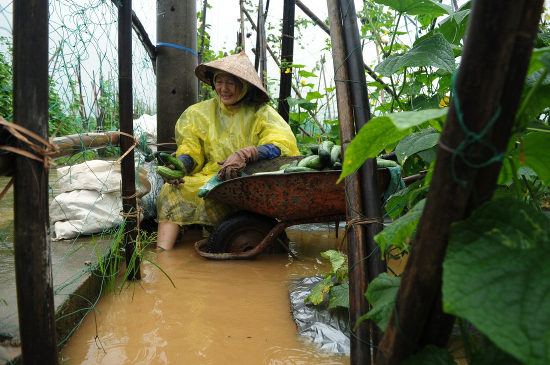 Mưa lớn ngập úng rau vụ tết, nông dân Quảng Nam thấp thỏm - Ảnh 10.
