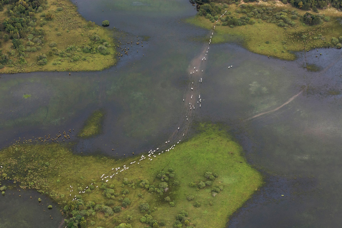 Vẹt nựng nhau ở vùng đất ngập nước nhất thế giới - Ảnh 14.