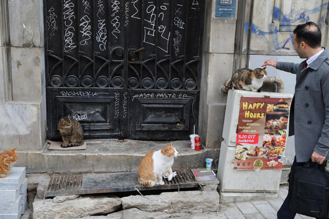 Lang thang khám phá thành phố...mèo Istanbul - Ảnh 10.