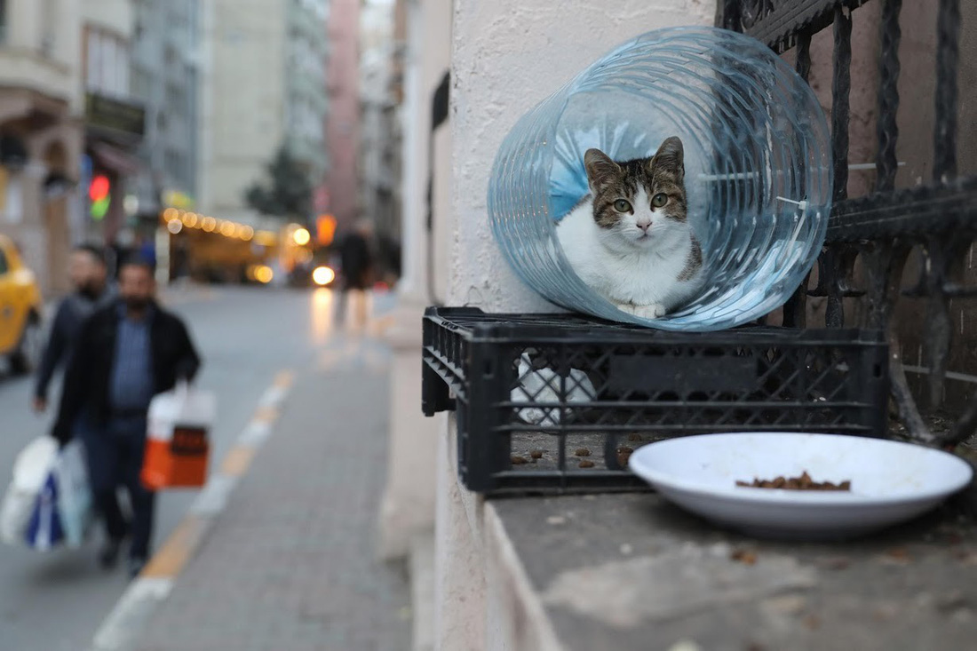 Lang thang khám phá thành phố...mèo Istanbul - Ảnh 12.