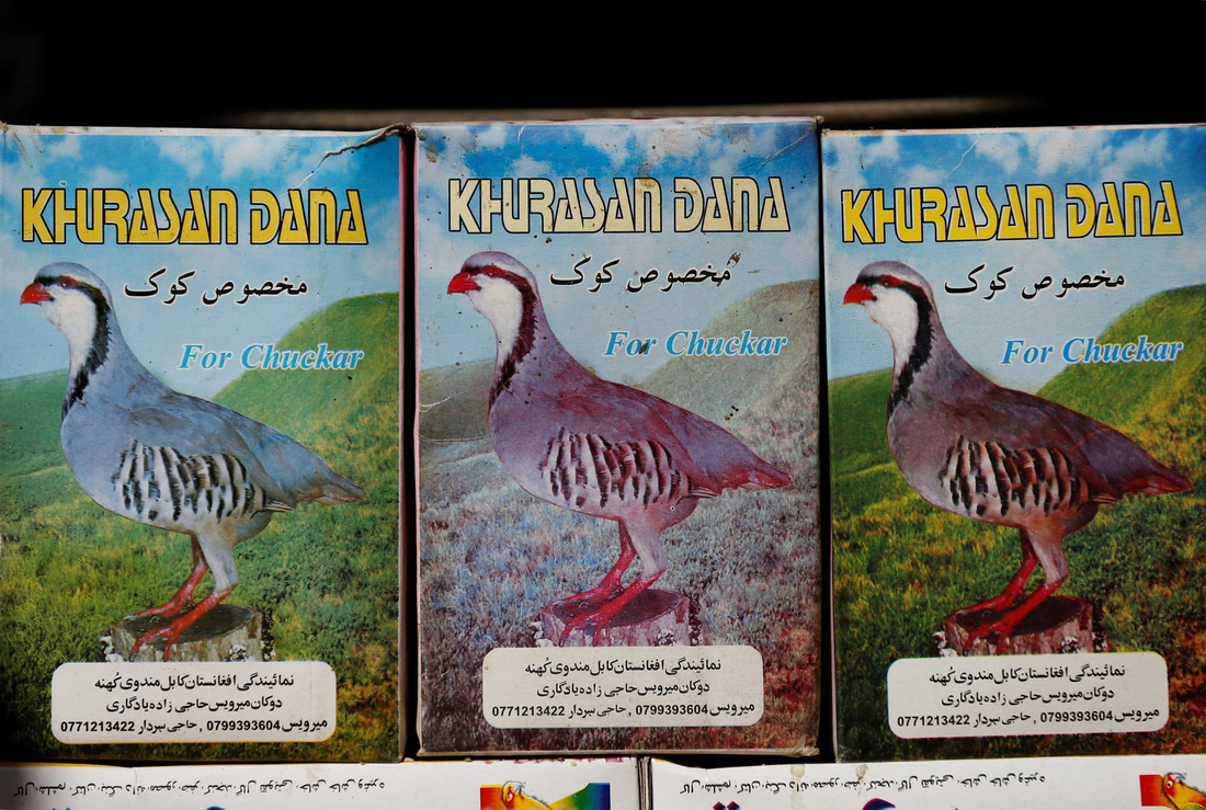 Đến Afghanistan khám phá chợ chim - Ảnh 9.