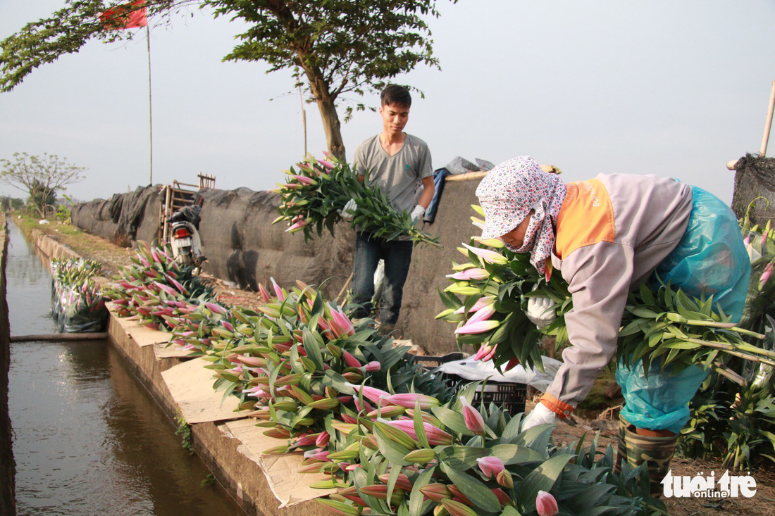 Hoa ly cười muộn, dân Tây Tựu khóc ròng - Ảnh 8.