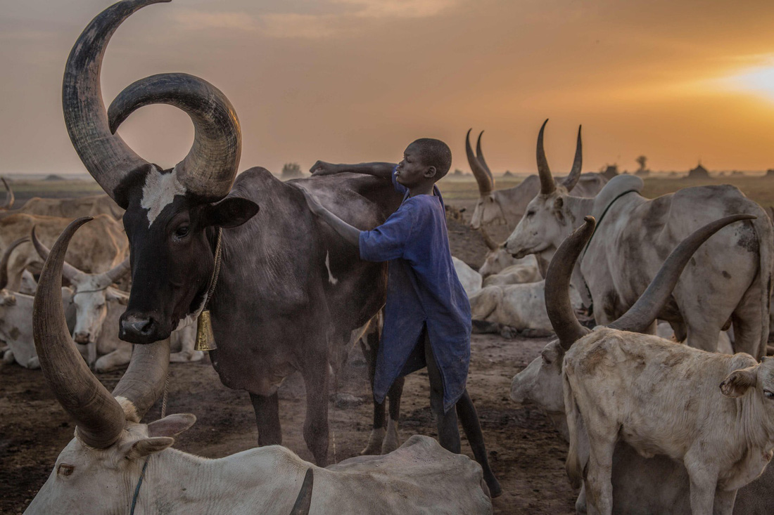 Trải nghiệm cuộc sống chăn bò của người Dinka ở Nam Sudan - Ảnh 7.