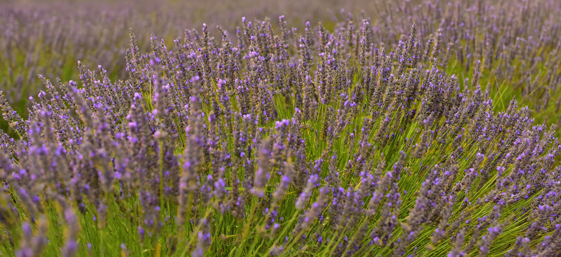 Đi tìm giấc mơ màu tím Lavender - Ảnh 4.