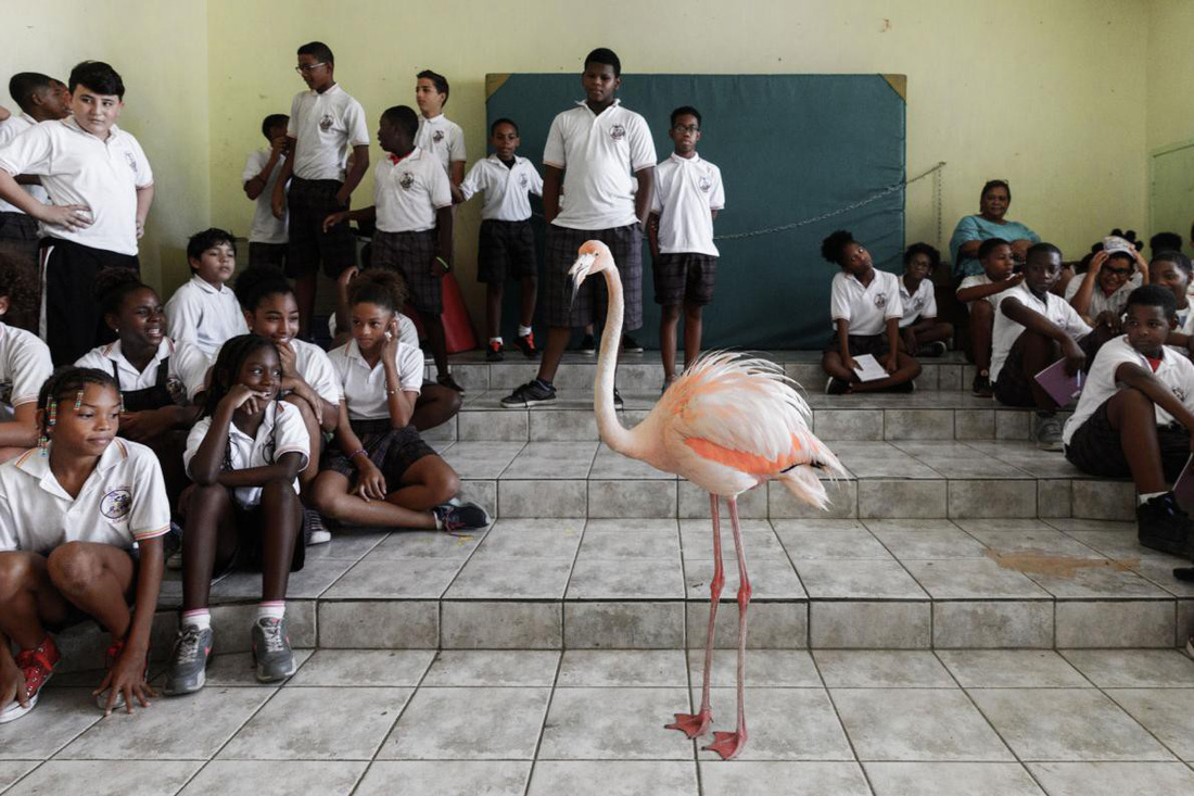 Đến Curaçao gặp ‘đại sứ chim hồng hạc’ - Ảnh 5.