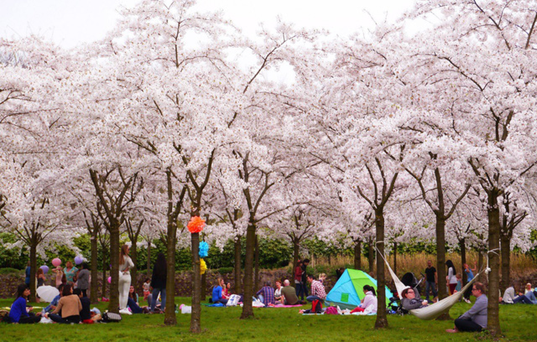9 địa điểm để ngắm hoa anh đào bên ngoài Nhật Bản - Ảnh 4.