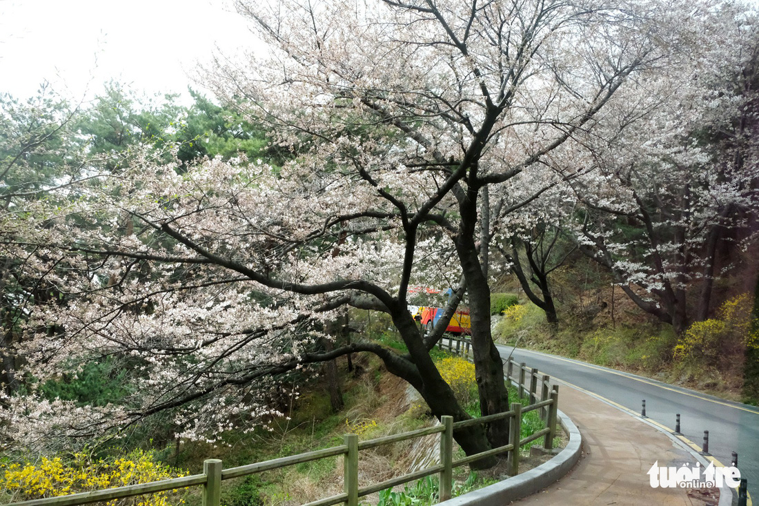 Hoa anh đào nở rợp trời hút hồn giới trẻ Seoul - Ảnh 11.