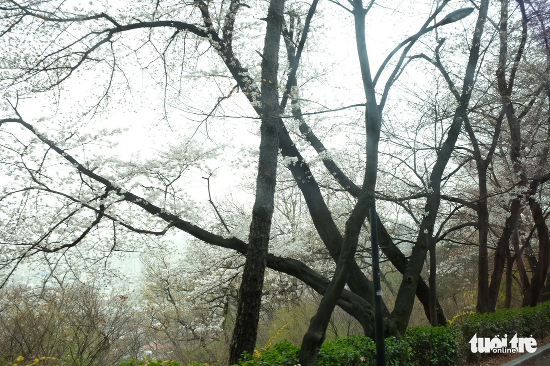 Hoa anh đào nở rợp trời hút hồn giới trẻ Seoul - Ảnh 12.