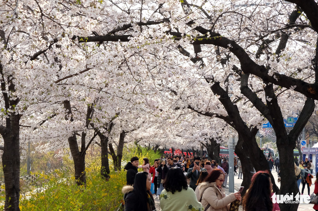 Hoa anh đào nở rợp trời hút hồn giới trẻ Seoul - Ảnh 14.