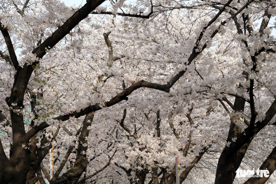 Hoa anh đào nở rợp trời hút hồn giới trẻ Seoul - Ảnh 16.