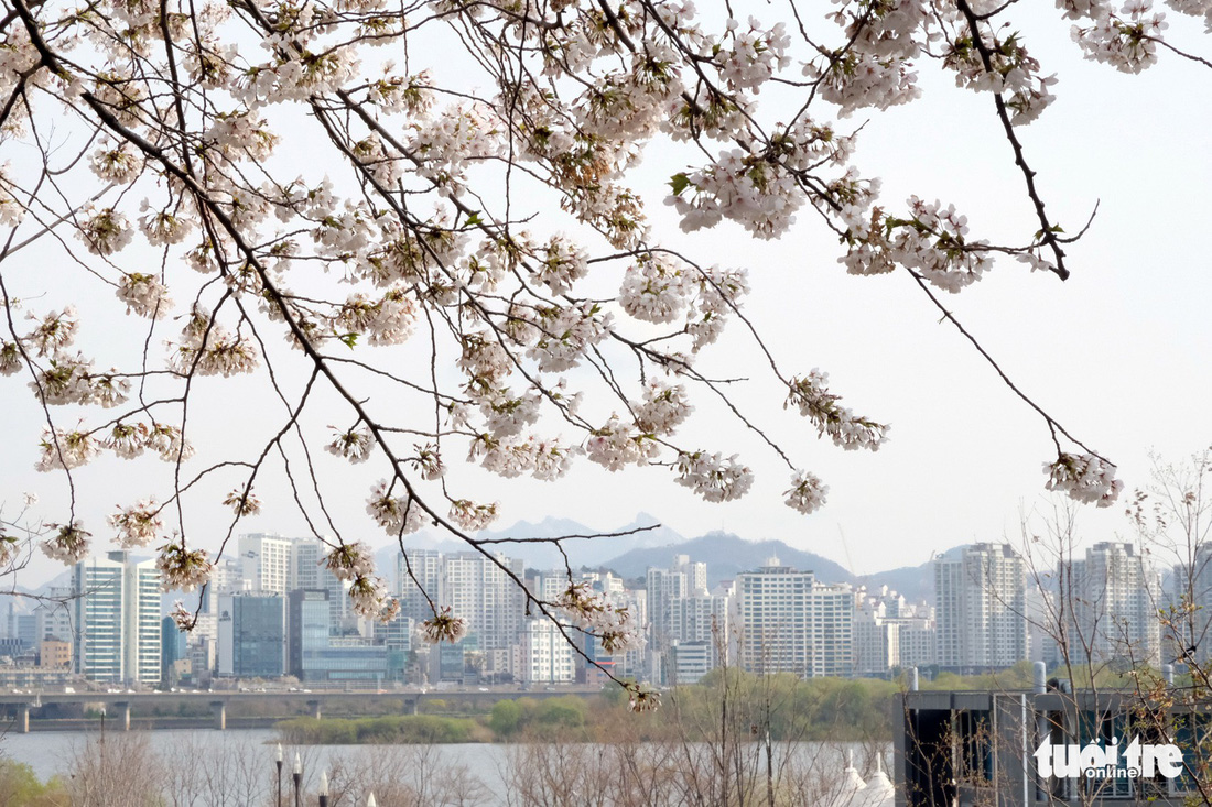 Hoa anh đào nở rợp trời hút hồn giới trẻ Seoul - Ảnh 17.