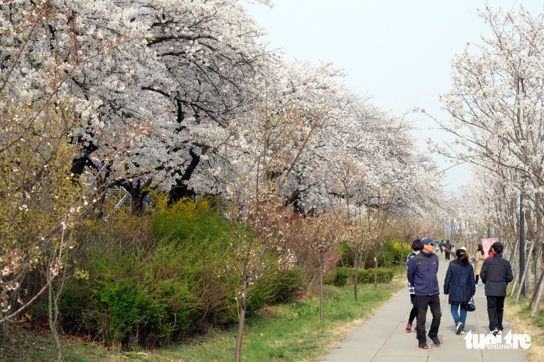 Hoa anh đào nở rợp trời hút hồn giới trẻ Seoul - Ảnh 18.