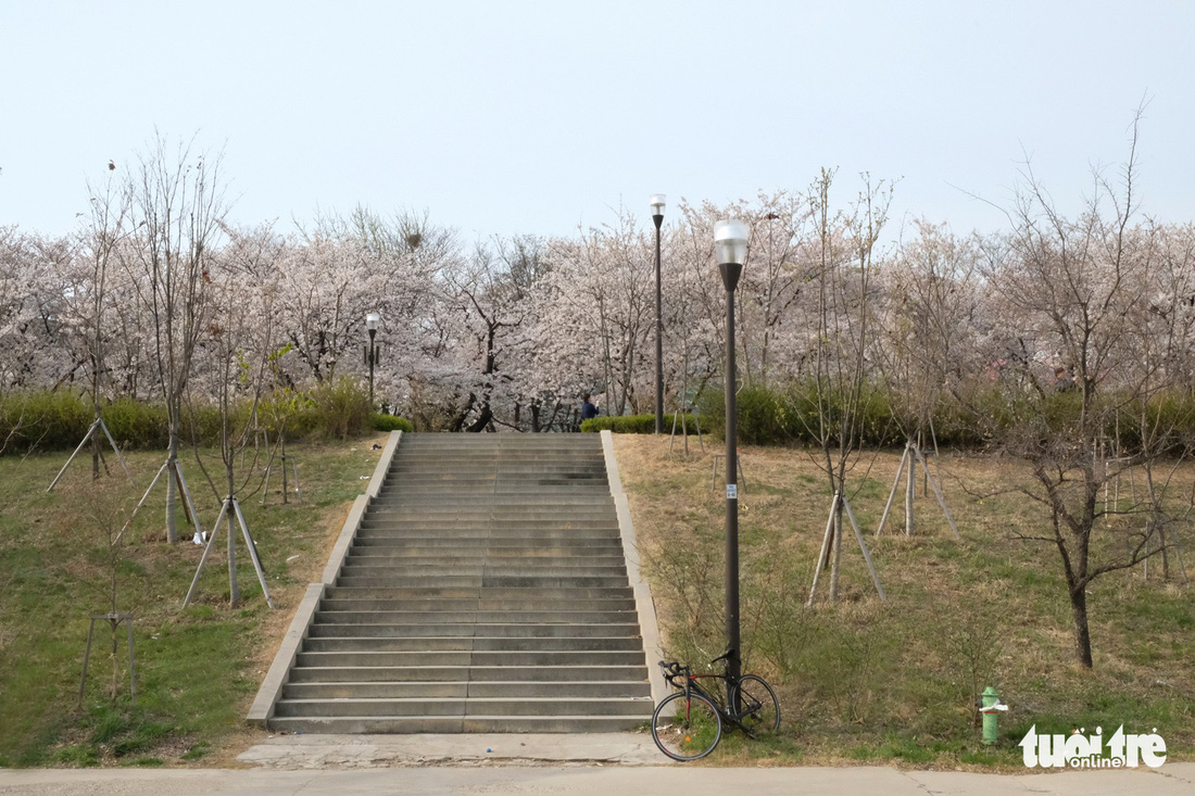 Hoa anh đào nở rợp trời hút hồn giới trẻ Seoul - Ảnh 19.