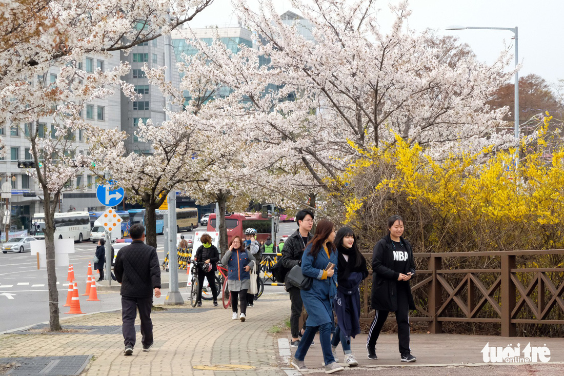 Hoa anh đào nở rợp trời hút hồn giới trẻ Seoul - Ảnh 2.