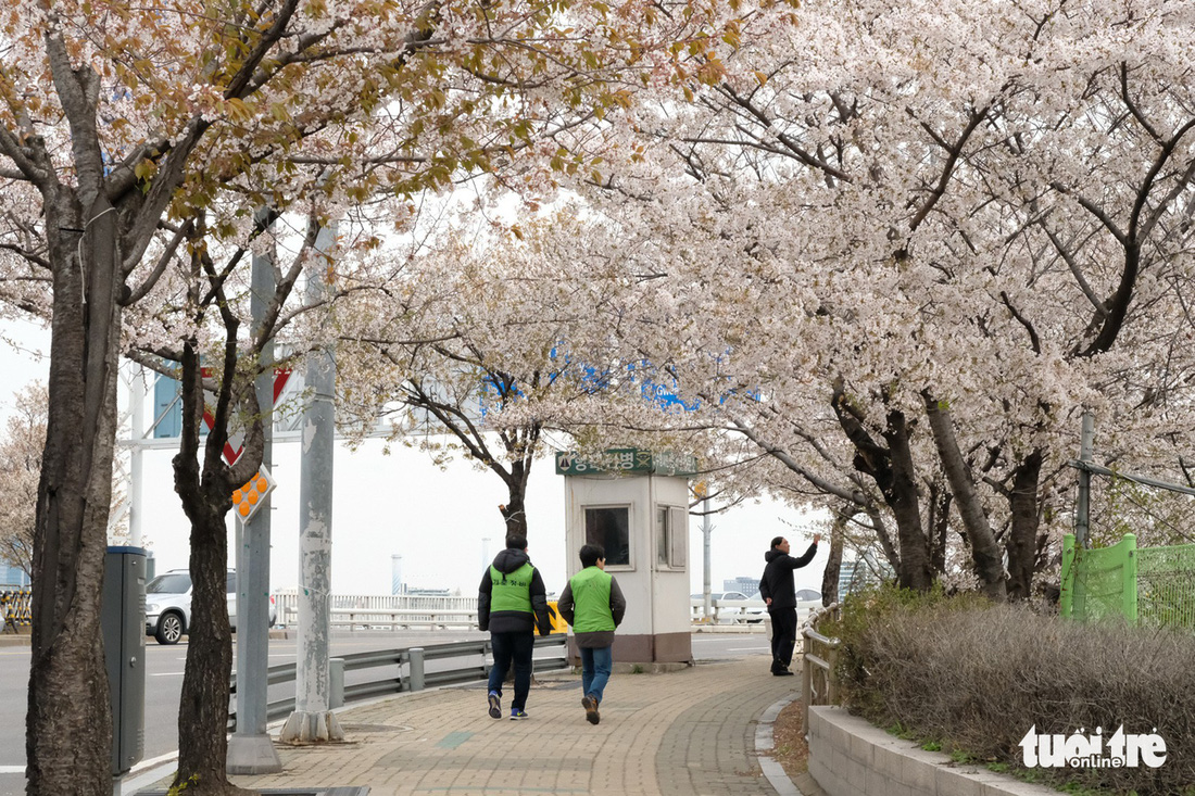Hoa anh đào nở rợp trời hút hồn giới trẻ Seoul - Ảnh 3.