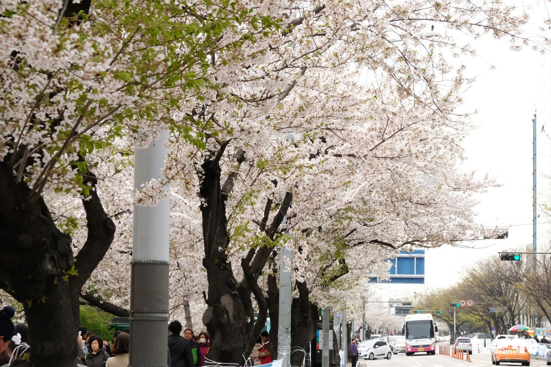 Hoa anh đào nở rợp trời hút hồn giới trẻ Seoul - Ảnh 4.