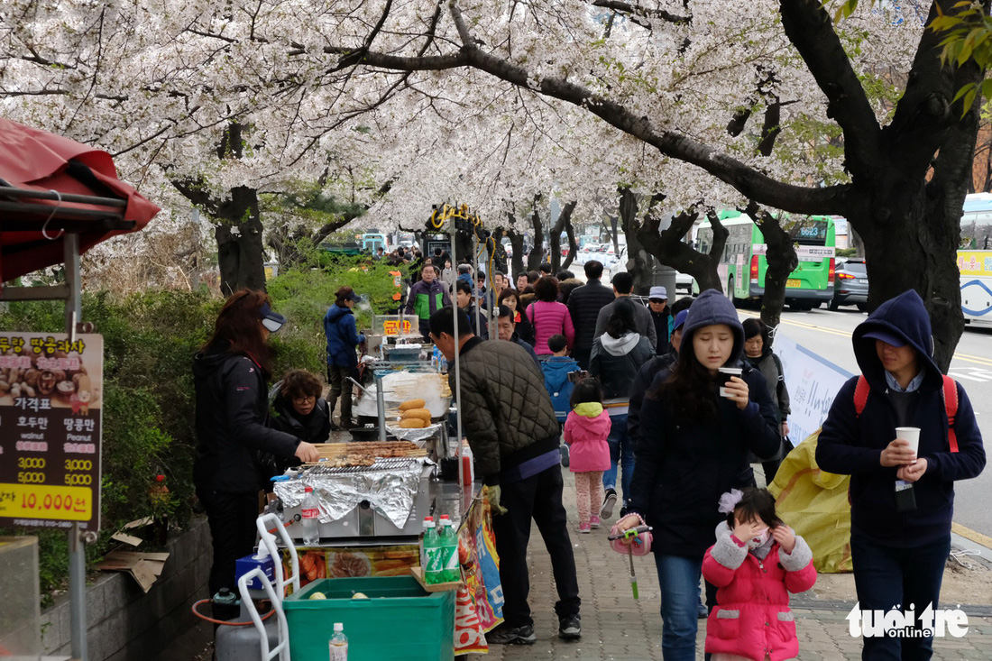 Hoa anh đào nở rợp trời hút hồn giới trẻ Seoul - Ảnh 5.
