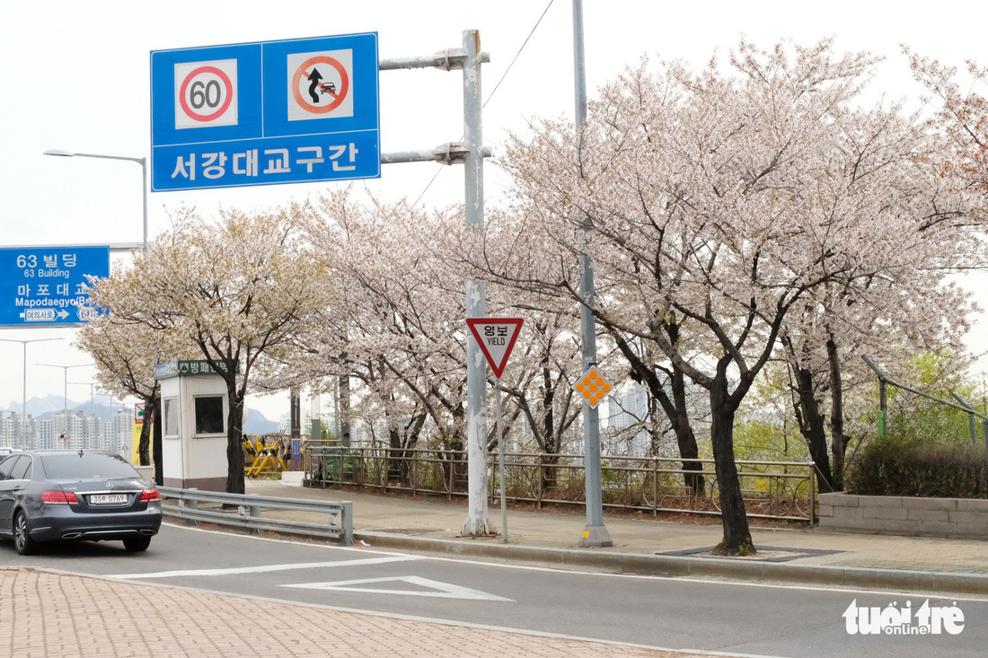 Hoa anh đào nở rợp trời hút hồn giới trẻ Seoul - Ảnh 6.