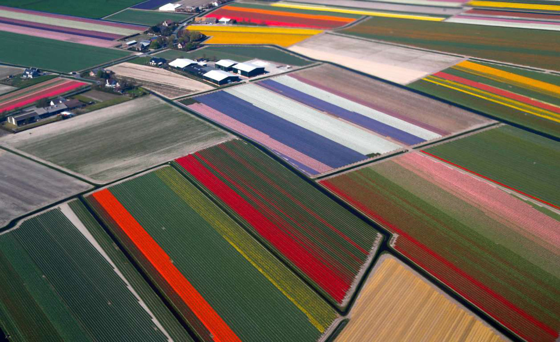 Rực rỡ mùa hoa tulip ở Hà Lan, hoa chuông xanh ở Bỉ - Ảnh 10.