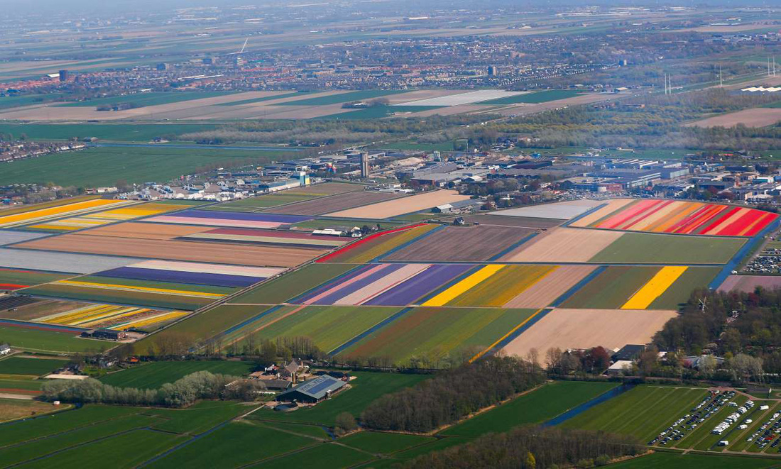 Rực rỡ mùa hoa tulip ở Hà Lan, hoa chuông xanh ở Bỉ - Ảnh 3.