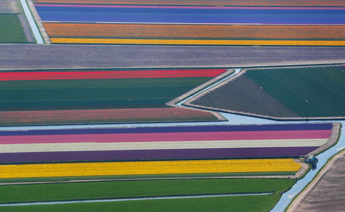 Rực rỡ mùa hoa tulip ở Hà Lan, hoa chuông xanh ở Bỉ - Ảnh 4.