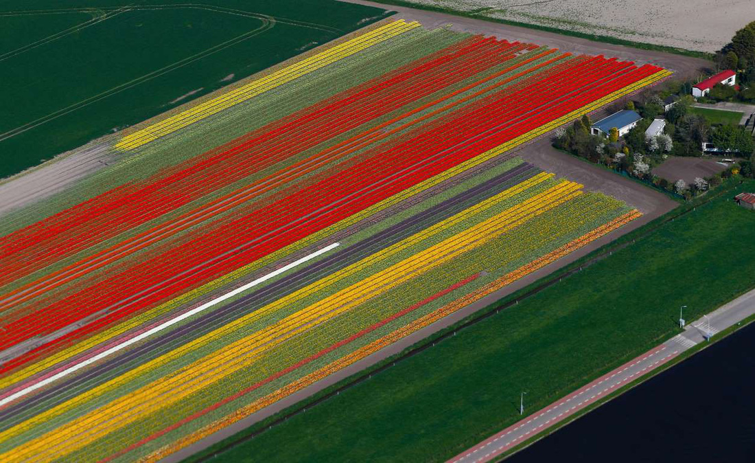 Rực rỡ mùa hoa tulip ở Hà Lan, hoa chuông xanh ở Bỉ - Ảnh 5.