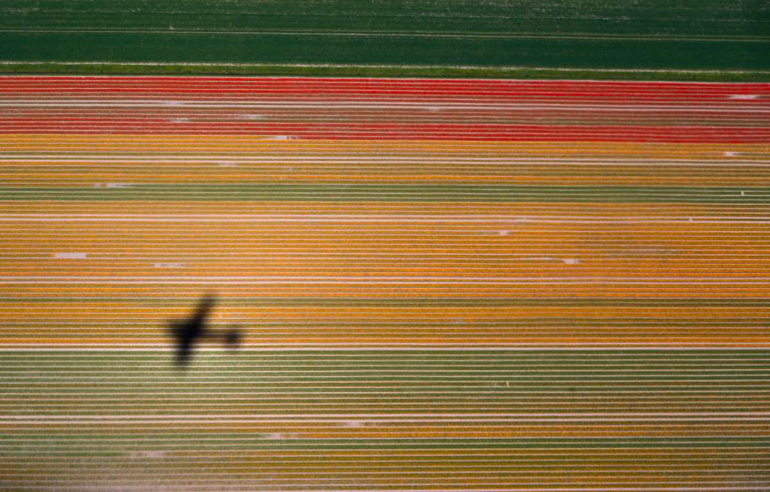 Rực rỡ mùa hoa tulip ở Hà Lan, hoa chuông xanh ở Bỉ - Ảnh 6.