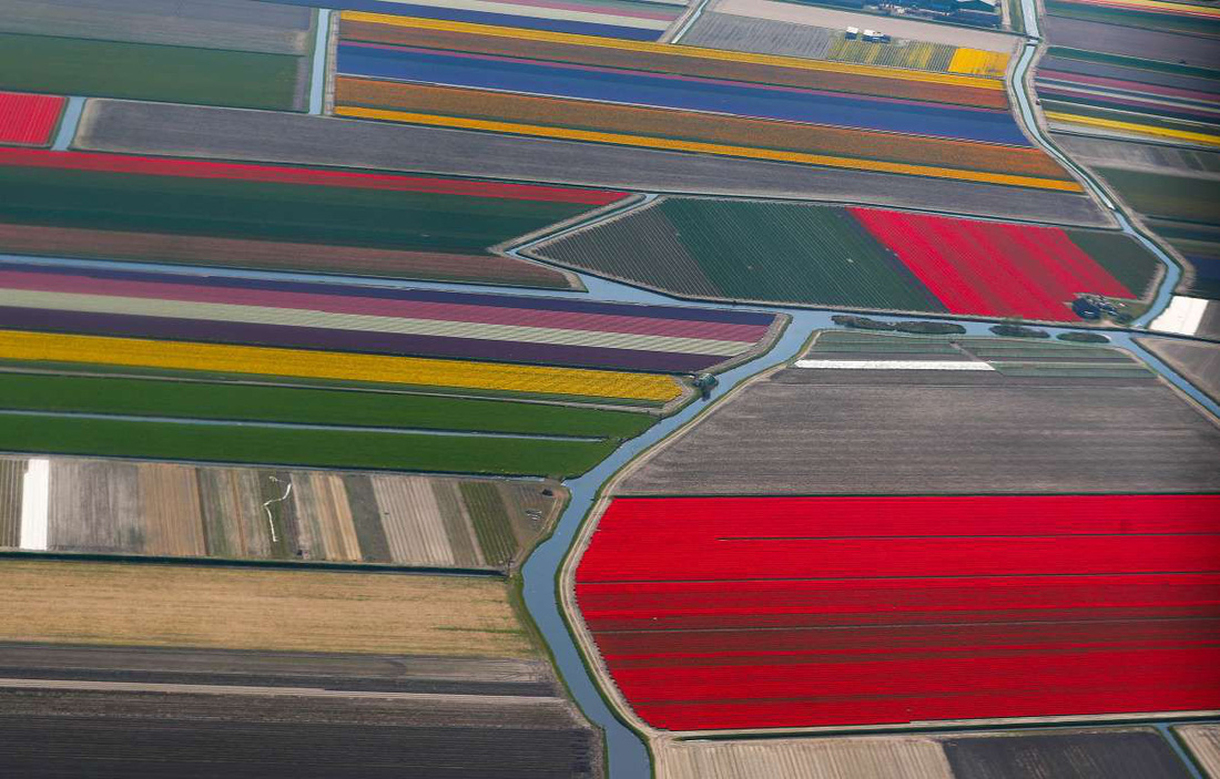Rực rỡ mùa hoa tulip ở Hà Lan, hoa chuông xanh ở Bỉ - Ảnh 8.