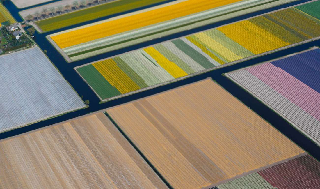 Rực rỡ mùa hoa tulip ở Hà Lan, hoa chuông xanh ở Bỉ - Ảnh 7.