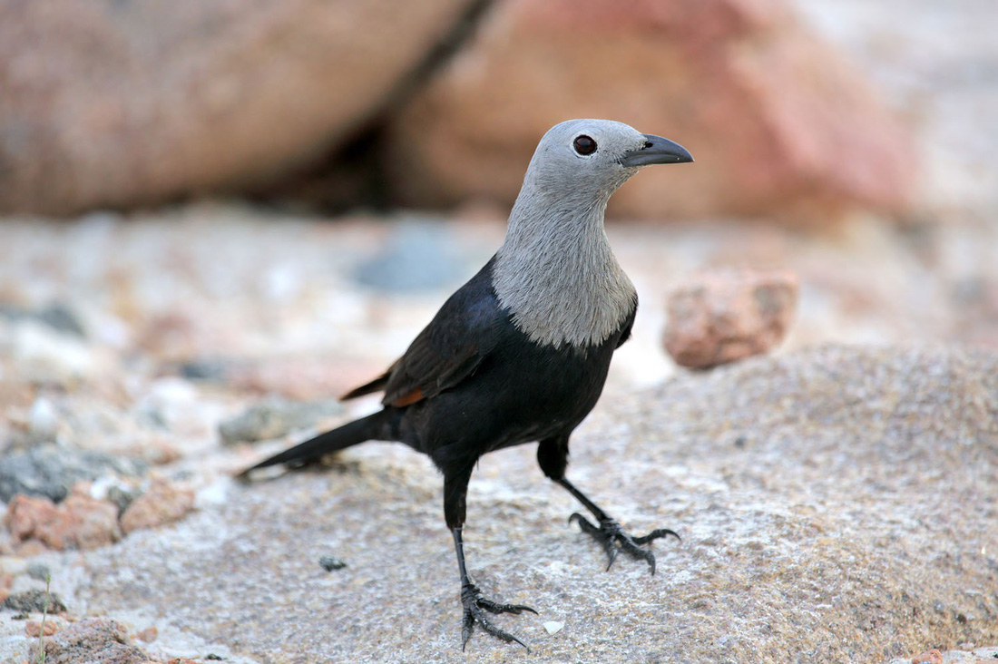 Đến Yemen khám phá vùng đất cây máu rồng Socotra - Ảnh 14.