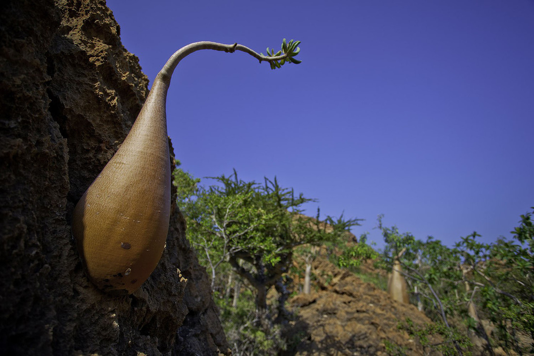 Đến Yemen khám phá vùng đất cây máu rồng Socotra - Ảnh 20.