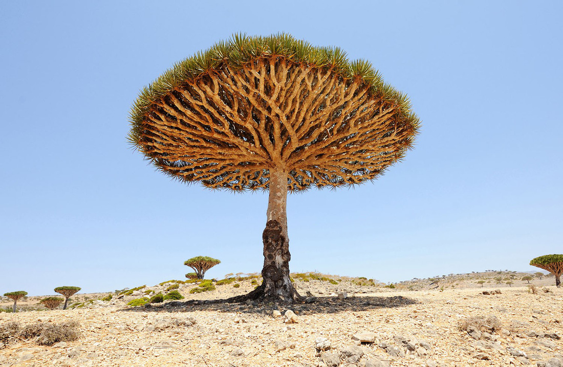 Đến Yemen khám phá vùng đất cây máu rồng Socotra - Ảnh 21.