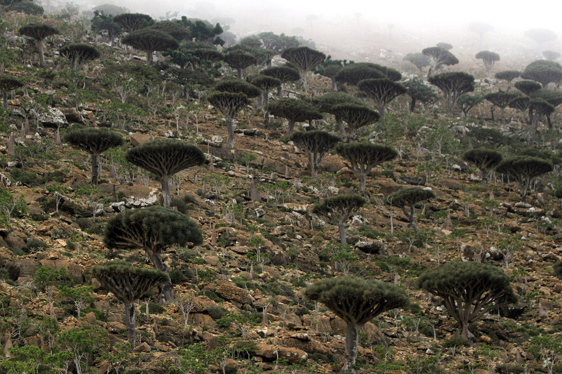 Đến Yemen khám phá vùng đất cây máu rồng Socotra - Ảnh 3.