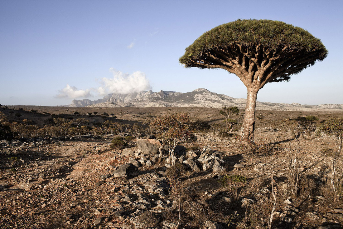 Đến Yemen khám phá vùng đất cây máu rồng Socotra - Ảnh 4.