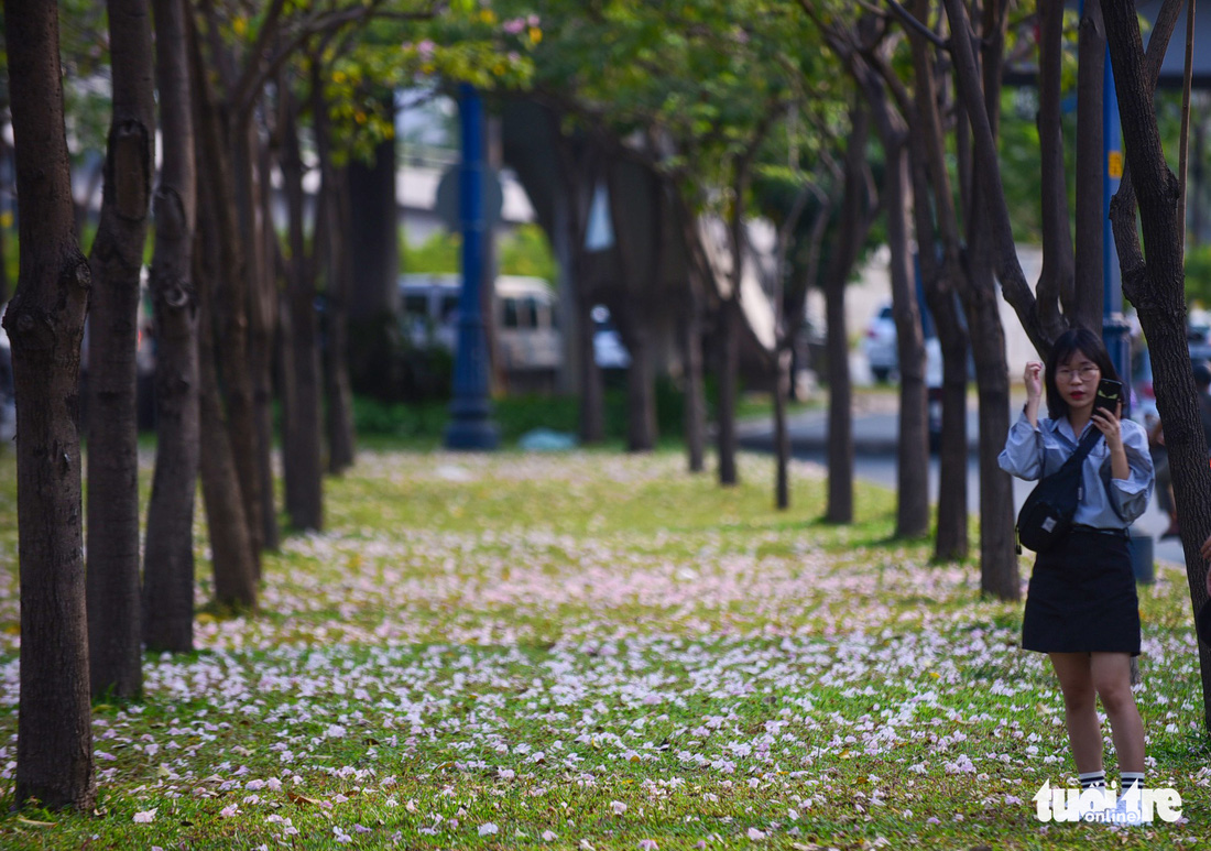 Sài Gòn có thêm mùa hoa kèn hồng - Ảnh 13.