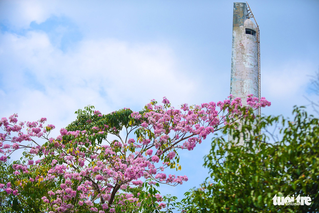 Sài Gòn có thêm mùa hoa kèn hồng - Ảnh 7.