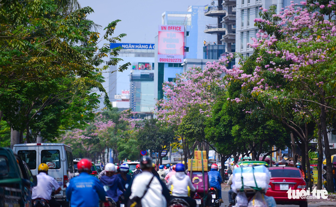 Sài Gòn có thêm mùa hoa kèn hồng - Ảnh 1.