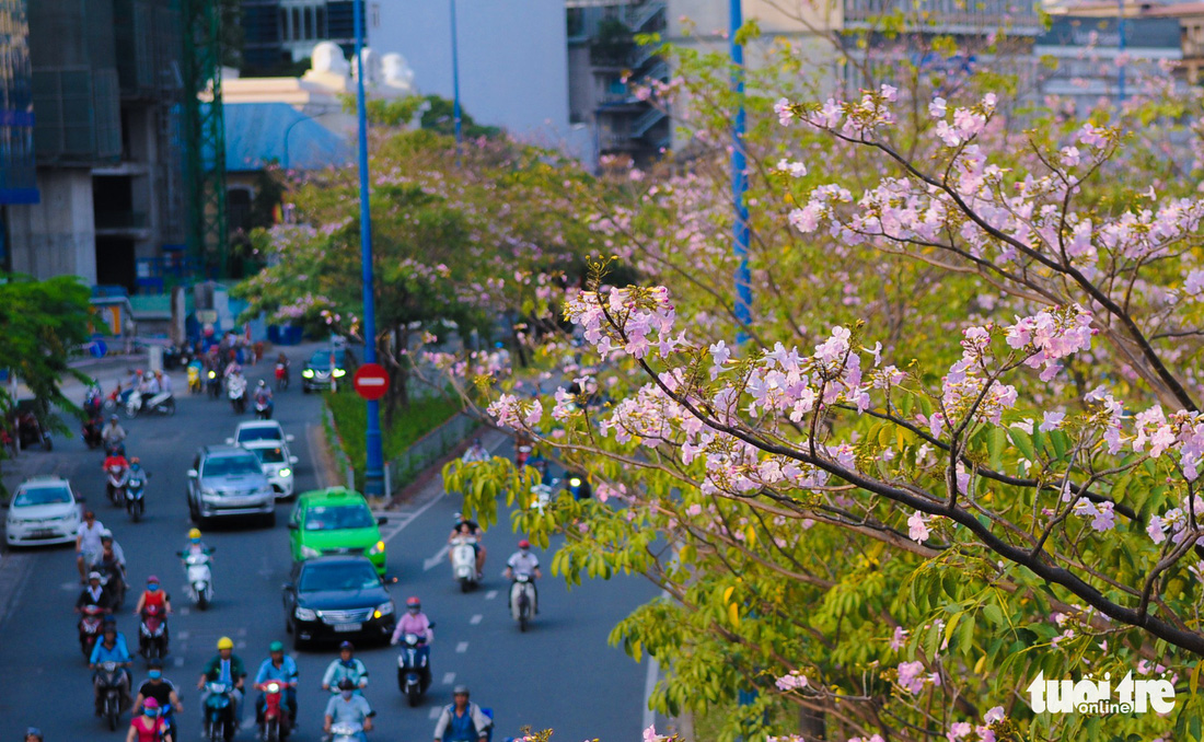 Sài Gòn có thêm mùa hoa kèn hồng - Ảnh 12.