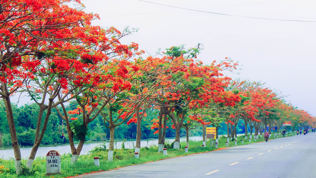 Con đường hoa phượng hút bạn trẻ ở Đồng Tháp - Ảnh 2.