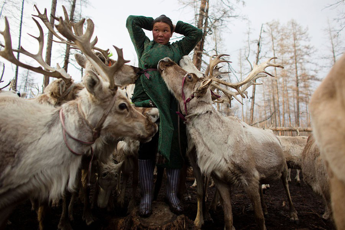 Cuộc sống của bộ tộc chăn tuần lộc cuối cùng ở Mông Cổ - Ảnh 1.