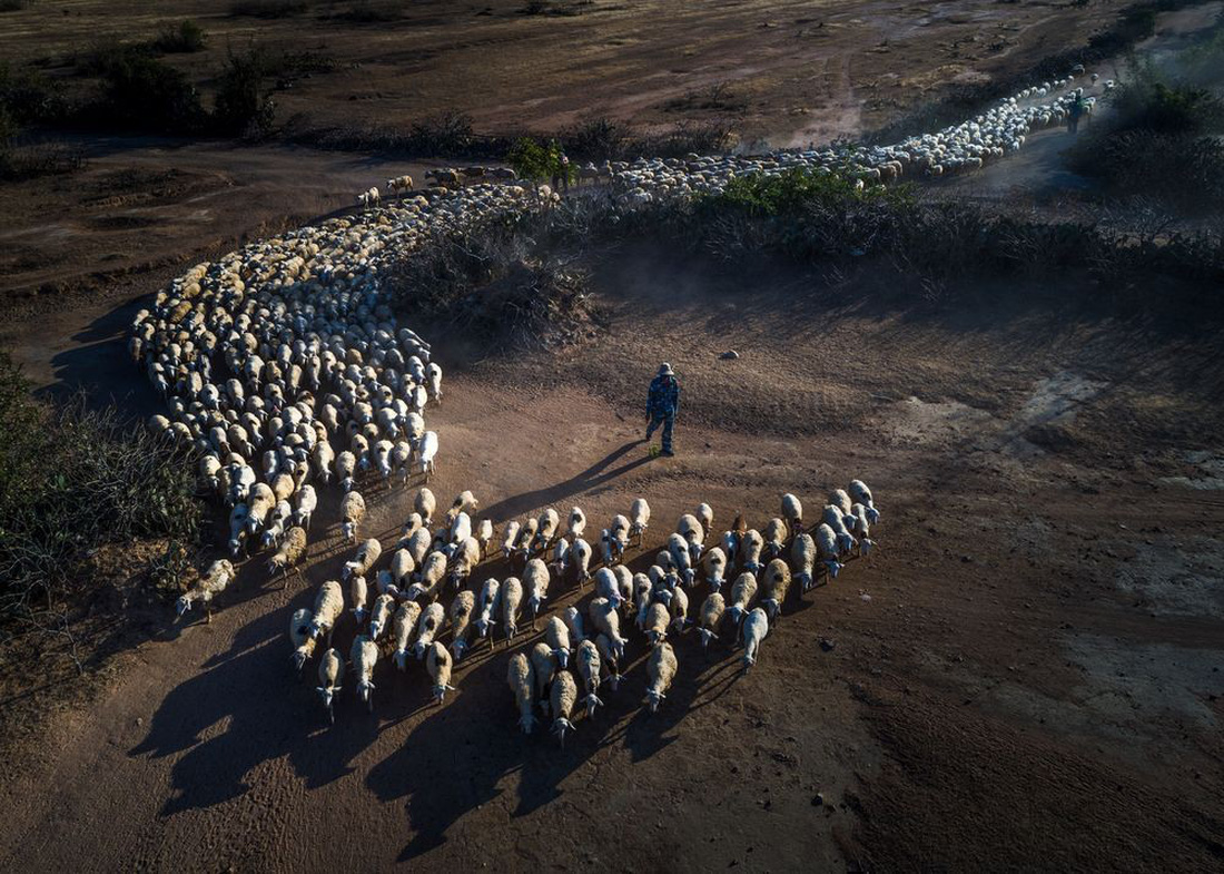 Đàn cừu trở về ở Ninh Thuận nổi bật trên National Geographic - Ảnh 3.
