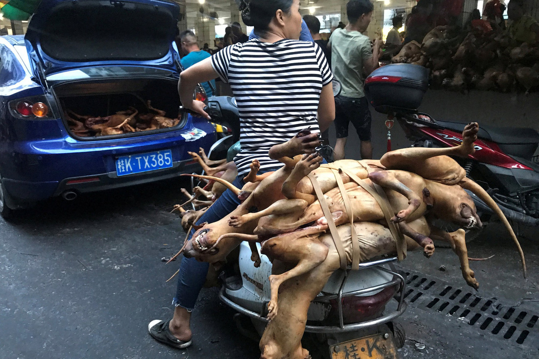 Thế giới trong tuần qua ảnh: lễ hội ăn thịt chó ở Trung Quốc - Ảnh 4.