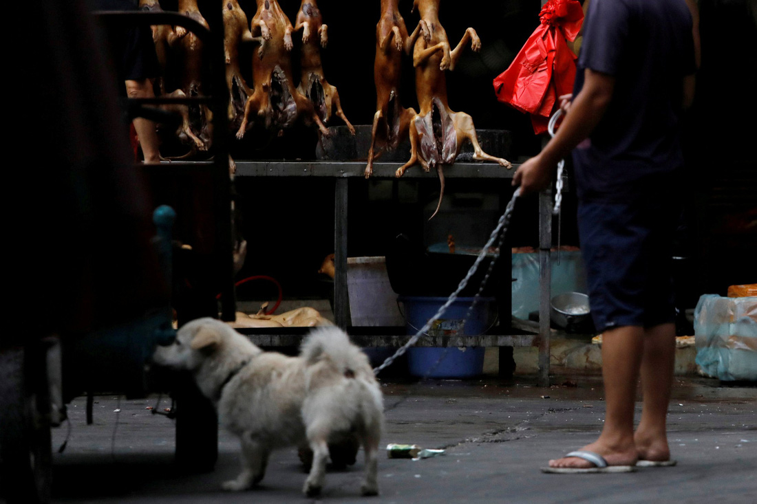 Thế giới trong tuần qua ảnh: lễ hội ăn thịt chó ở Trung Quốc - Ảnh 5.