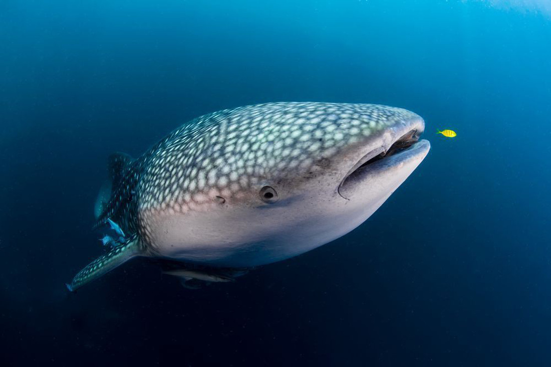 Ảnh thiên nhiên đẹp ngẩn ngơ từ cuộc thi ảnh du lịch NatGeo - Ảnh 7.