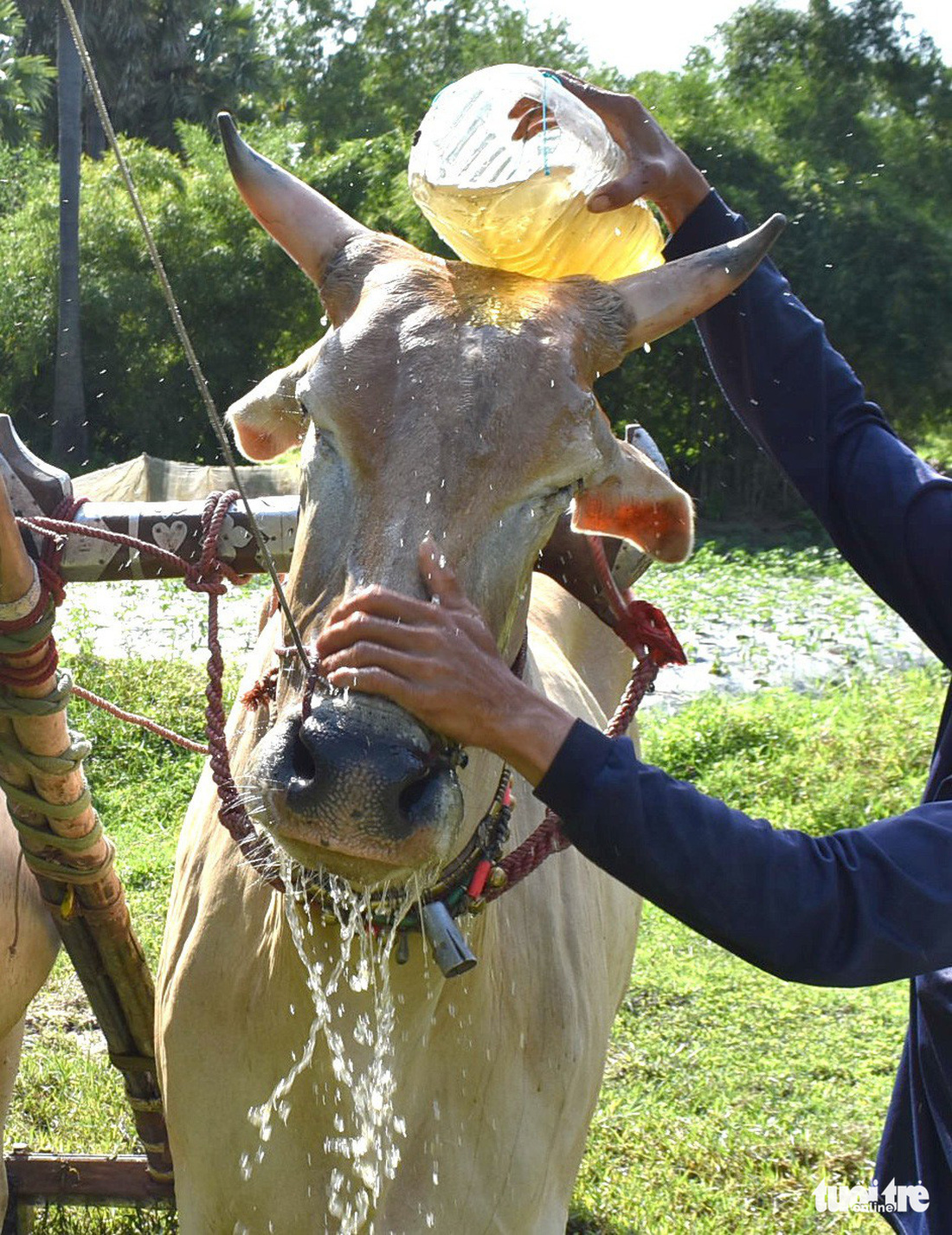 Độ bò đua Bảy Núi - Ảnh 5.