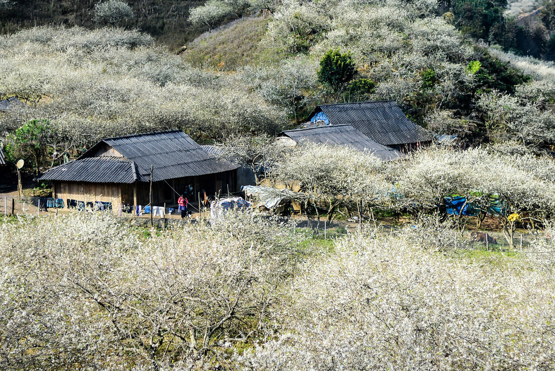 Tết Mông giữa mùa hoa mận - Ảnh 3.