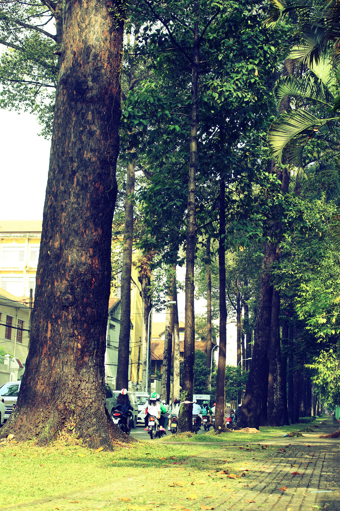 Những con đường rợp bóng cây cổ thụ ở Sài Gòn - Ảnh 5.