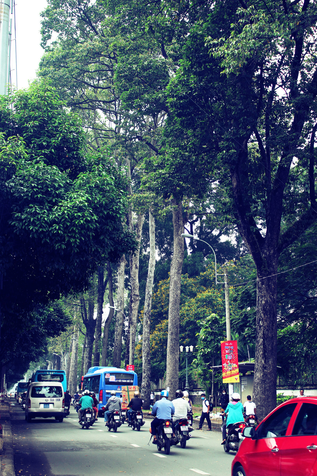 Những con đường rợp bóng cây cổ thụ ở Sài Gòn - Ảnh 12.