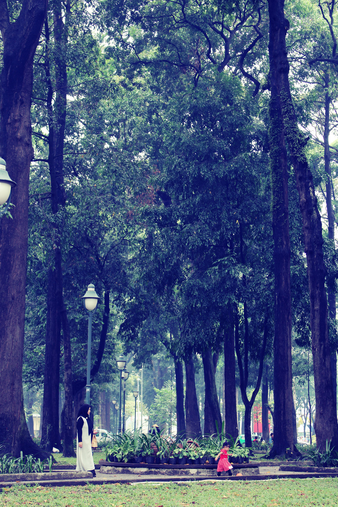 Những con đường rợp bóng cây cổ thụ ở Sài Gòn - Ảnh 2.